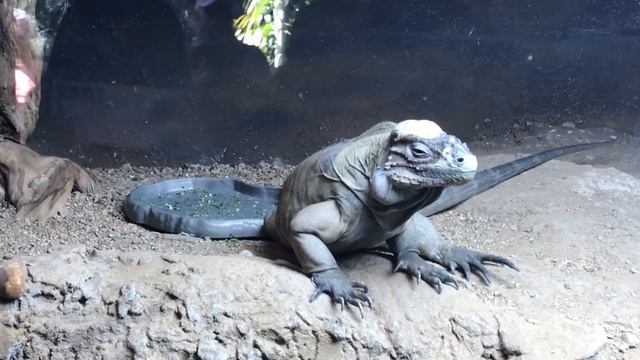 Rhinoceros Iguanas смотреть онлайн