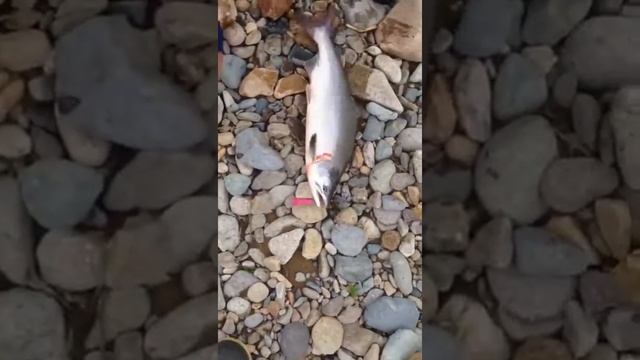 Рыбалка на реке Ола,Магадан. смотреть онлайн