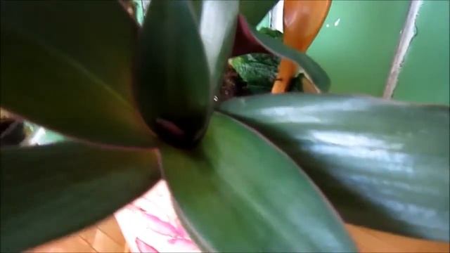 Как выращивать цветы на лоджии смотреть онлайн