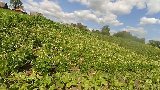 Горох збираємо / ЧИМ ОБРОБИТИ КВАСОЛЮ ВІД ШКІДНИКІВ. смотреть онлайн