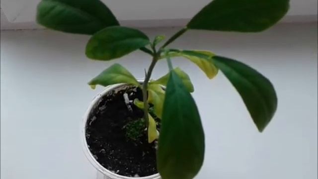 Цитрусовые из косточки смотреть онлайн