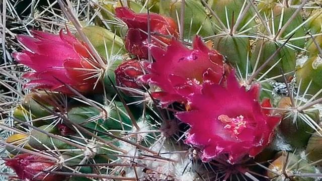 Комнатные цветы, которые любят солнце и жару смотреть онлайн