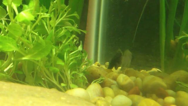 Sewellia Lineolata (hillstream loach) смотреть онлайн