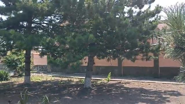 ЕЙСК/Трава Ковунцы, которая прокалывает колёса/Красота Ейских цветов! смотреть онлайн