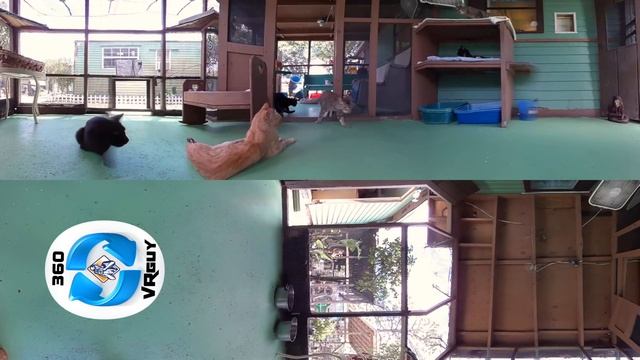 360 Degree Videotour - Domino's House Cat Rescue League смотреть онлайн