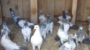 Лекарство  от  хрипоты  и  кашля  у  голубей.