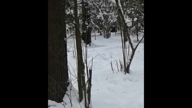 Кабан Согра и Валдай