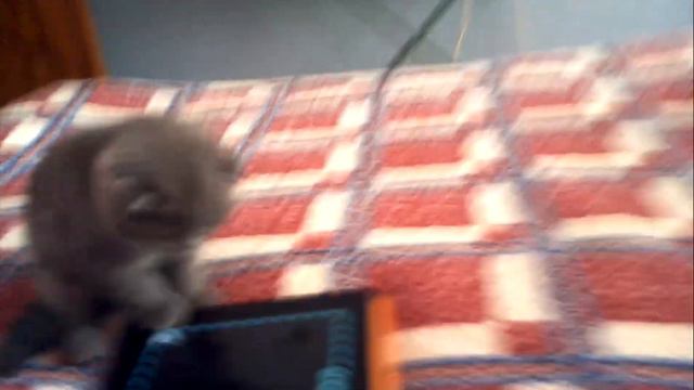 Кошки мышки \ Cat and mouse смотреть онлайн