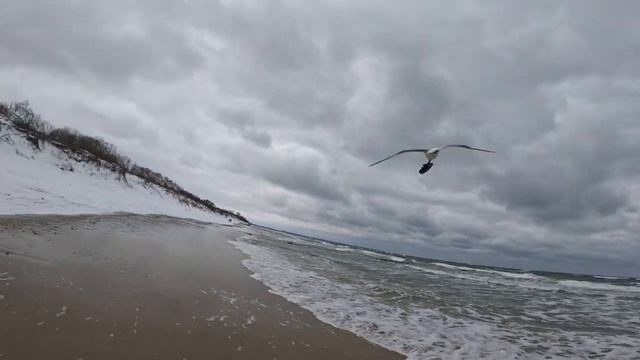 Чайки Балтийского моря смотреть онлайн