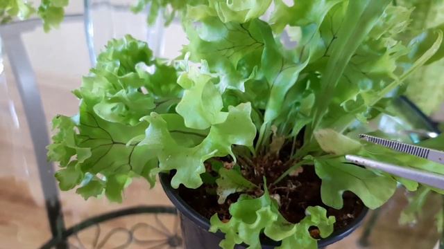 Пример сеянцев папоротника Microsorum сv. Mermaidtail Bаll смотреть онлайн
