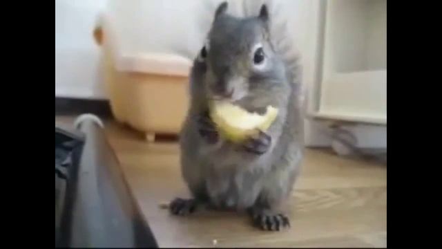 Подборка смешных моментов с животными 2013 год