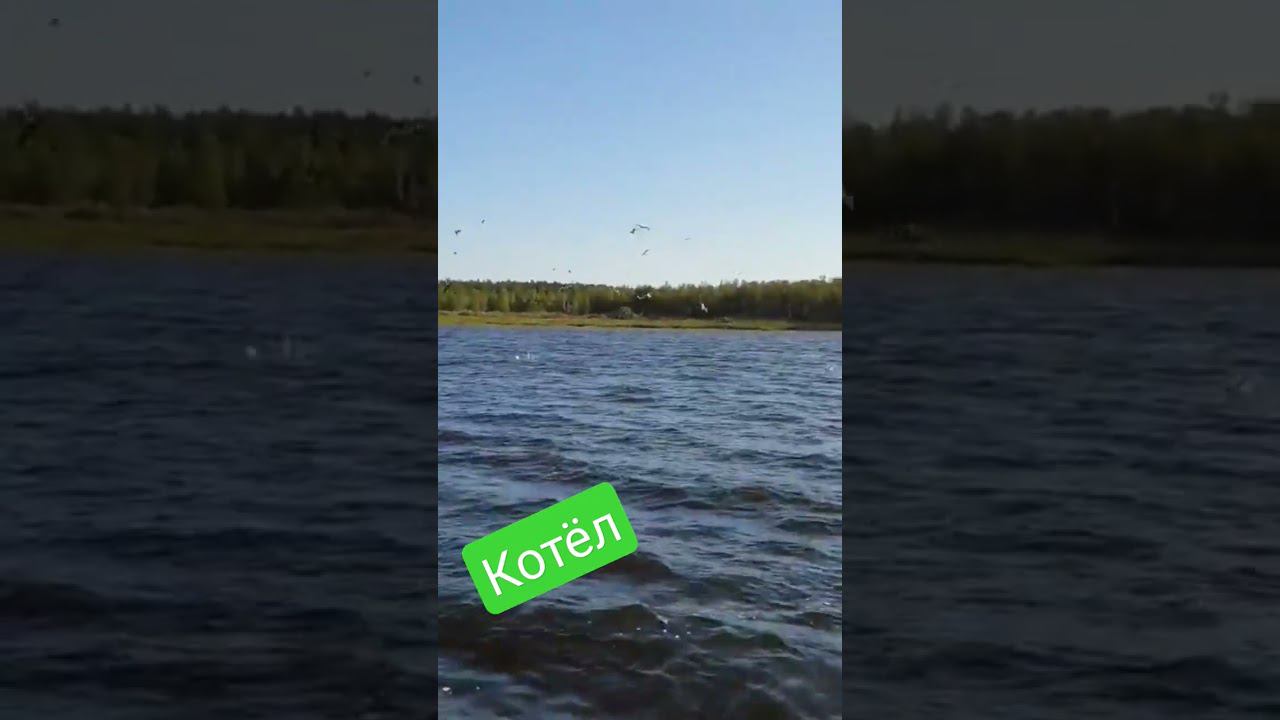 Котёл. Окунь бьёт молька. Крачки помогают. #летняярыбалка #белоярский #хмаоюгра смотреть онлайн