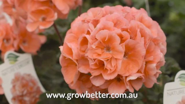 Grow Better Cacti and Succulent Potting Mix смотреть онлайн