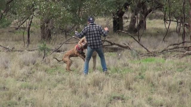 Мужик дерётся с кенгуру!