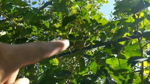 Виноград Виктория сезон 2021 смотреть онлайн