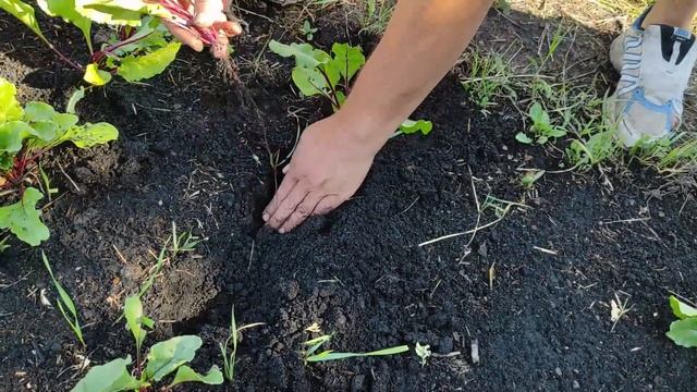 Прореживаем и пересаживаем свеклу. смотреть онлайн