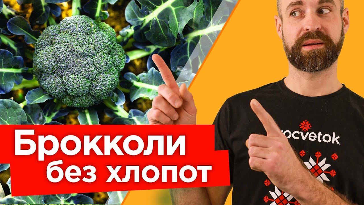 Делюсь секретами ОГРОМНОГО УРОЖАЯ БРОККОЛИ! Тонкости выращивания брокколи от посева до сбора урожая смотреть онлайн