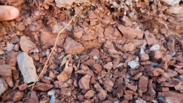 Почему "Красная-приозёрная" глина отдаёт орешками? Вот ответ!Проба, хруст и описание на месте добыч смотреть онлайн