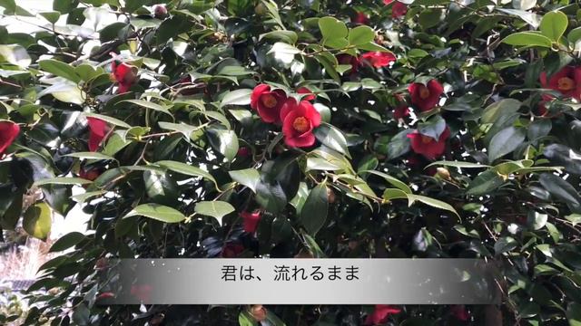 [MV]A Camellia, falling down (Original Music Clip) смотреть онлайн