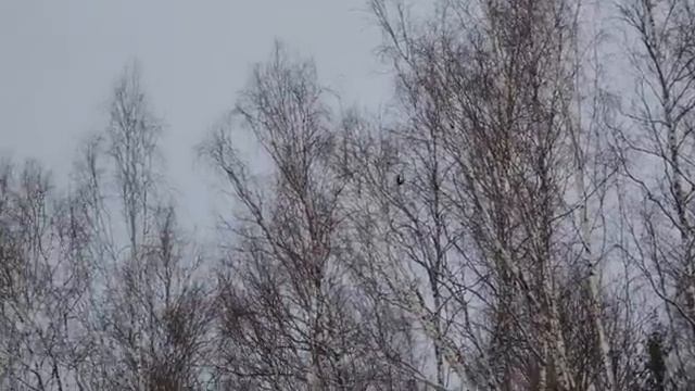Прогулка с санями, милая парочка и новые экспонаты в Совином Доле смотреть онлайн