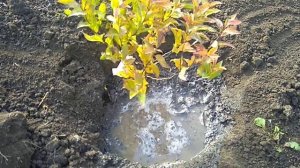 Посадка Спиреи поздней осенью.