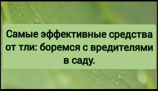 Самые эффективные средства от тли_ боремся с вредителями в саду смотреть онлайн