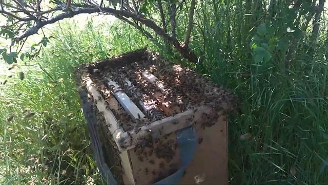 У меня вышел рой пчел !!! Что делать ??? 2020 смотреть онлайн