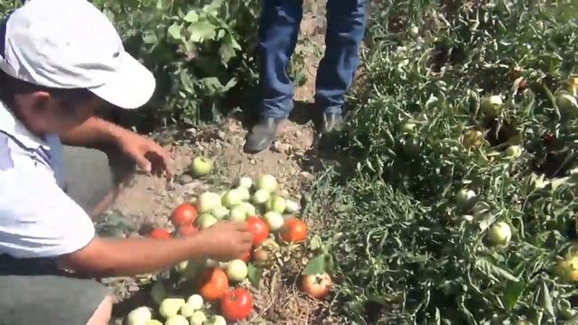 выращивание томата Linda F1 смотреть онлайн