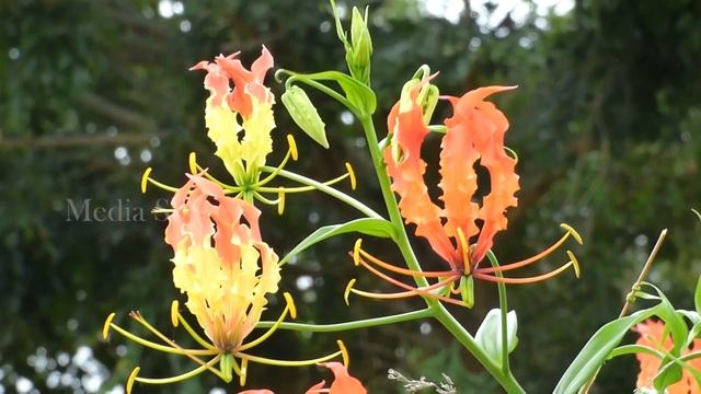 Gloriosa superba in the wild смотреть онлайн