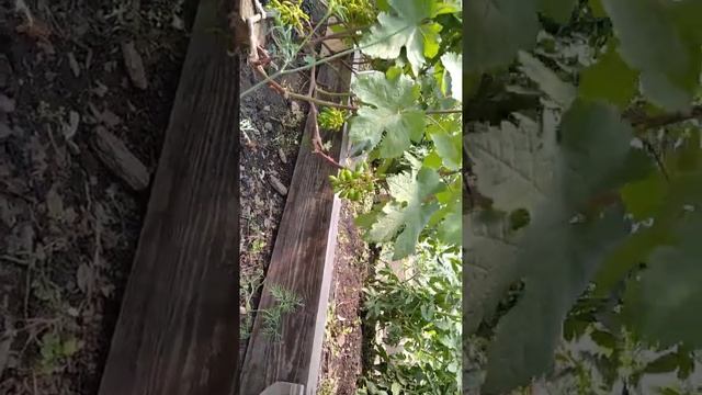 Виноград Красноярска. Сергей Будрис. 2022г. смотреть онлайн