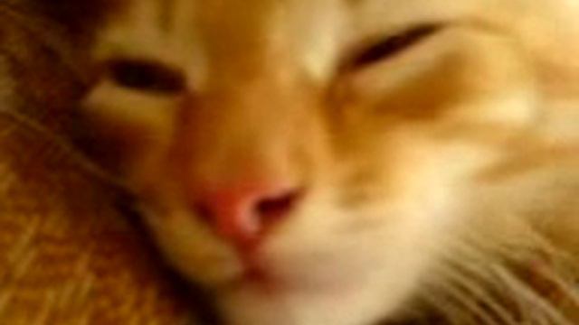 Кот заарал смотреть онлайн