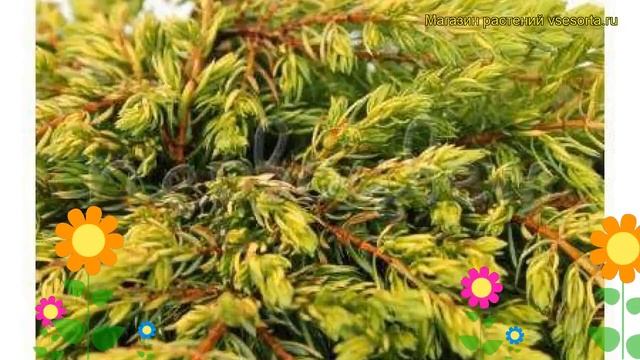 Можжевельник обыкновенный Голдшатц. Краткий обзор, описание juniperus communis Goldschatz смотреть онлайн