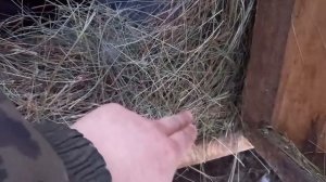 Кролики зимой. Окрол в зимний период с низкой температурой.