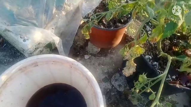 Liquid Fertiliser. Leithatui смотреть онлайн