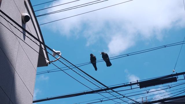 Shooting Film in Kyoto: 2022 Summer | Leica M6, Summilux 35/1.4 Pre-A, Fuji Eterna 250D & 250T смотреть онлайн