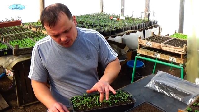 Посев хороших низкорослых томатов. Сорта, гибриды, ГМО - в чём разница? смотреть онлайн