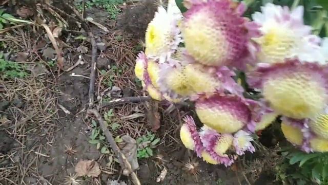 Казка,яка скоро скінчиться. Осінні квіти. смотреть онлайн