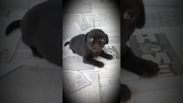 чихуахуа похожа на Багиру смотреть онлайн