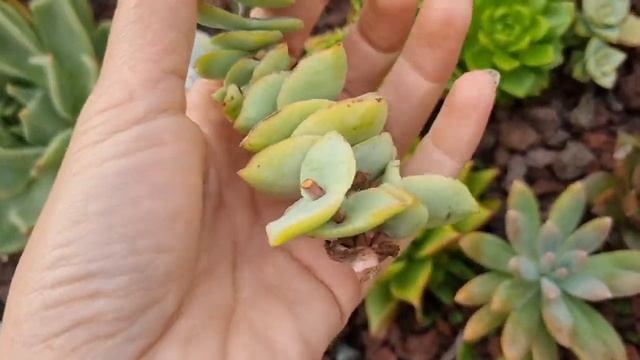 Crassula Perforata : Let's fix and propagate it . #crassula #succulentscare #crassulaceae смотреть онлайн