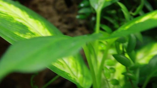 50 Frogs and 500 Plants!!! Frog room tour 2019 | Electra Snow смотреть онлайн