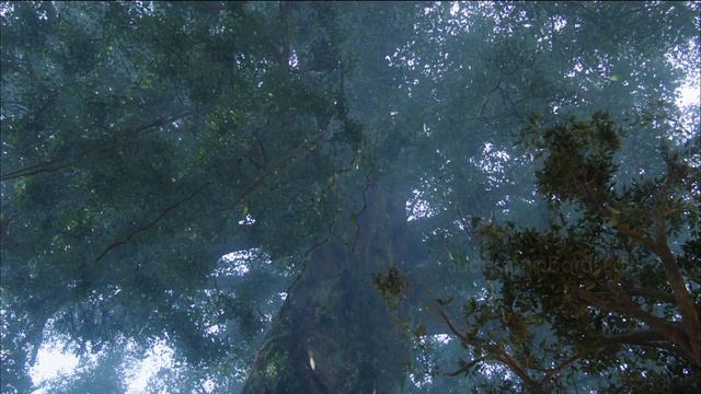 Thaarai Thappattai BGM ft. - Avatar смотреть онлайн