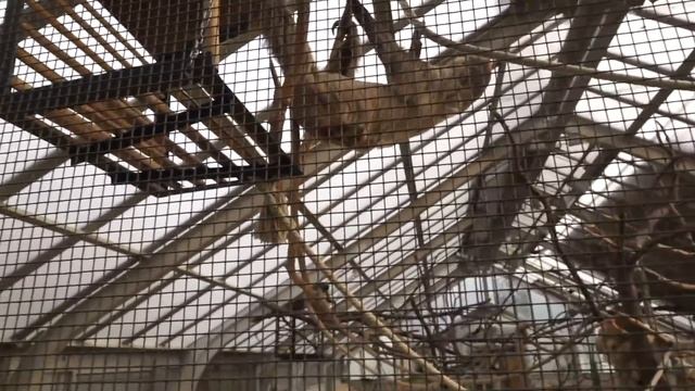 Budapest Vlog | Budapest Zoo, Monument, Széchenyi Thermal Bath | Hidden Gem? | Budapest Travel Guid