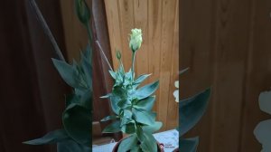 Эустома. Многолетний цветок.