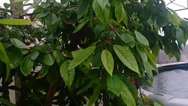 Черешня Подмосковья 29.05.2020 созревание черешни в закрытом грунте