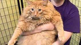 Когда хочешь быть космонавтом, но ты кот.mp4 смотреть онлайн