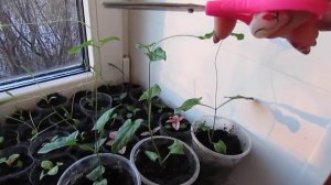 КАК Я ПРИЩИПЫВАЮ ТУНБЕРГИЮ