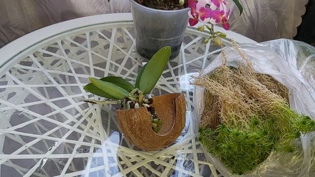 Отличная НОВОСТЬ для ВАС? Пересадка ОРХИДЕИ Aida в КОКЕДАМУ живой МОХ в КОКОС