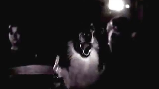 Дрессировка собак. СССР 1967 год. смотреть онлайн