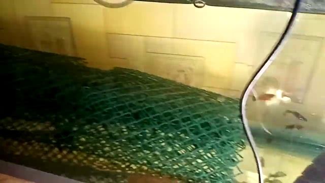 Пресноводная Креветка Розенберг начало инкубации личинки смотреть онлайн