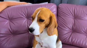 ШЕРЛОК стал ОХОТНИКОМ и СДАЛ ЭКЗАМЕН. БРОС ШОУ ПЕТ